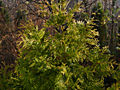 Thuja plicata Zebrina Extra Gold IMG_1696 Żywotnik olbrzymi